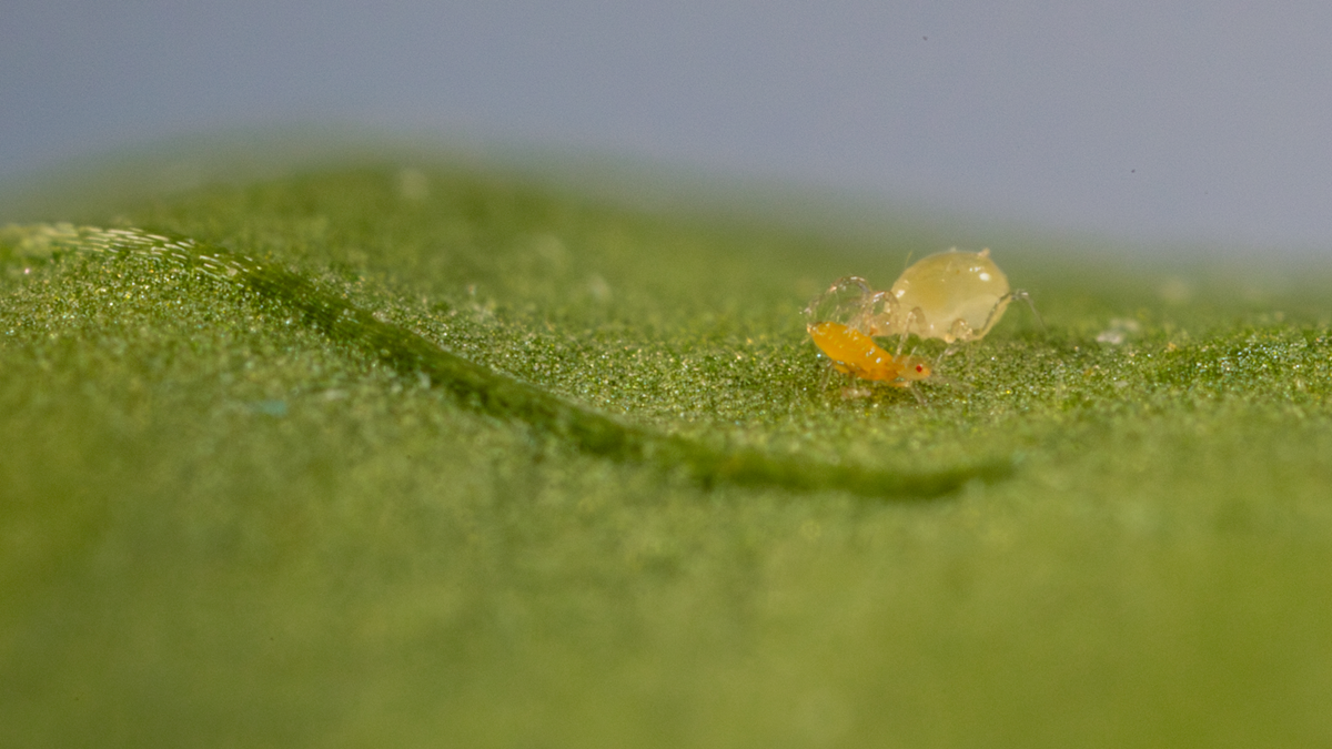 Limonica, el ácaro depredador de Koppert que lidera el control biológico de trips y mosca blanca en invernadero